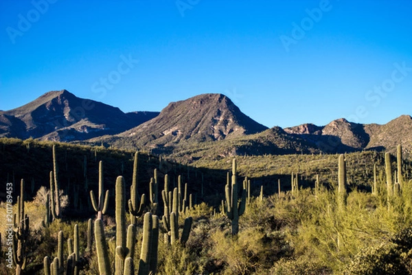 Obraz Arizona Desert landscape