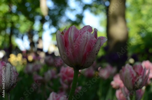 Fototapeta summer day