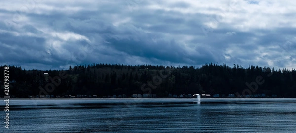 Obraz Gray whale in bay