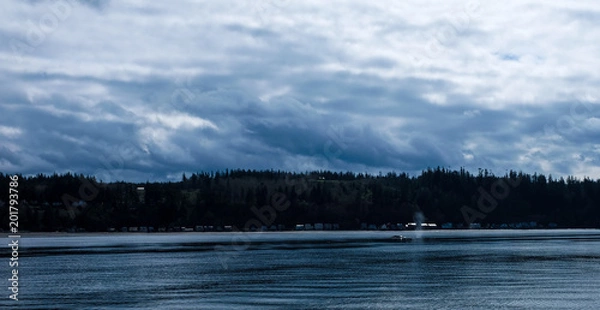 Obraz Gray whale in bay