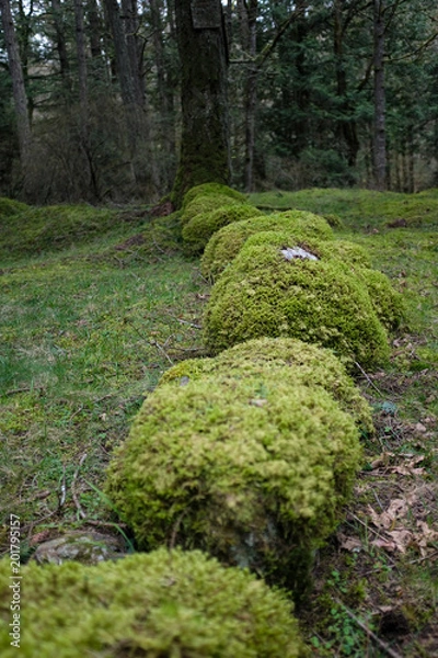 Fototapeta Mossy rock wall