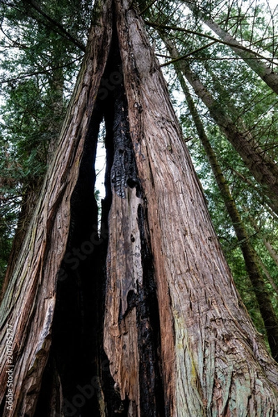 Fototapeta Burned Tree 