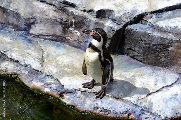 Obraz Lonely Penguin Looking Around Rocks