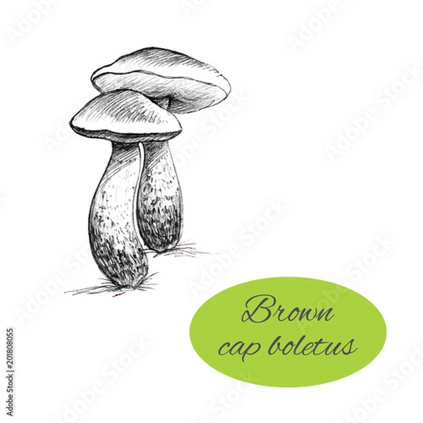 Obraz Brown Cap Boletus Drawing