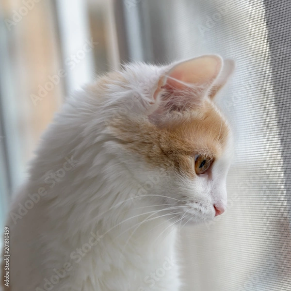 Fototapeta Beige white cat looking out the window.