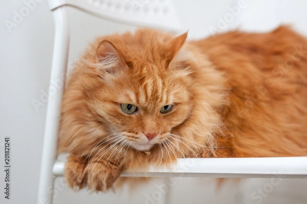 Fototapeta portrait of a fluffy red cat with green eyes sitting on a chair