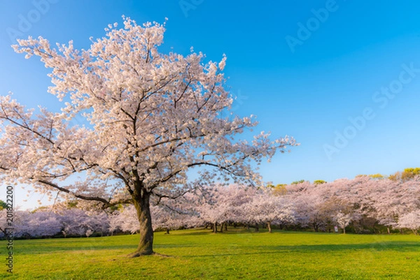 Fototapeta 桜 満開 青空 花見