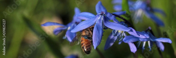 Obraz honeybee inside scilla