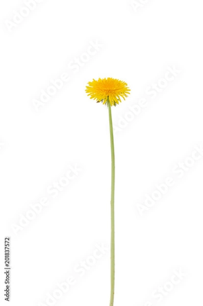 Obraz Löwenzahnblüte mit langem Stiel