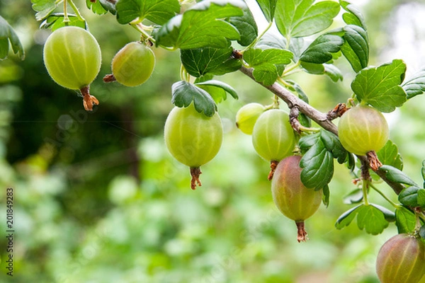 Obraz Gałąź agrestu z zielonymi jagodami i liśćmi w ogrodzie.