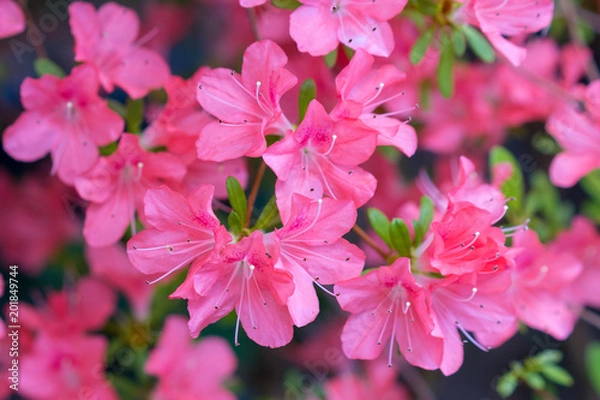 Obraz Blossoming pink azalea close up
