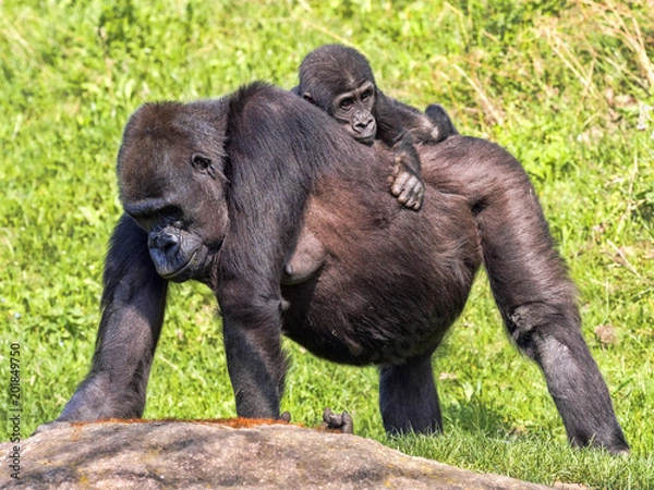 Fototapeta The Western Lowland Gorilla, Gorilla g. gorila, wears a cub on her back