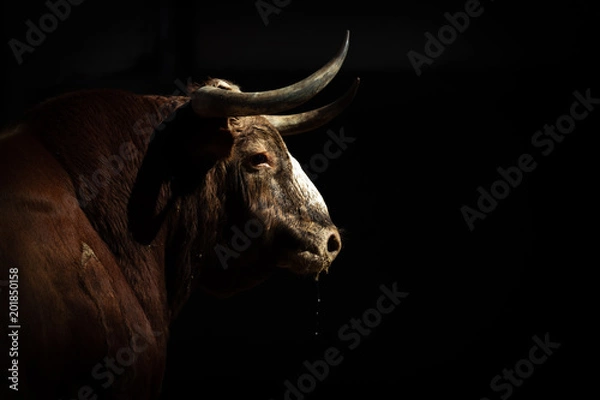 Fototapeta Dobry byk