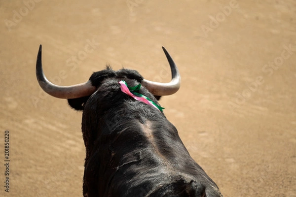 Fototapeta Toro Bravo