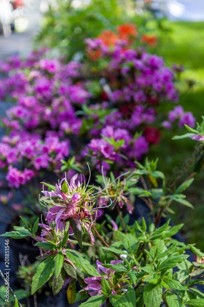 Fototapeta Fleur violette