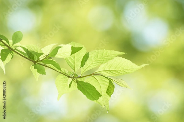 Fototapeta 新緑と若葉