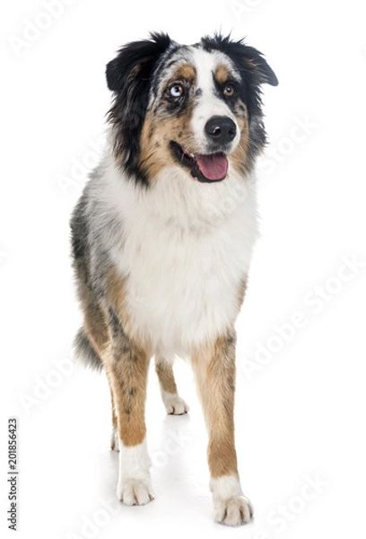 Fototapeta australian shepherd in studio