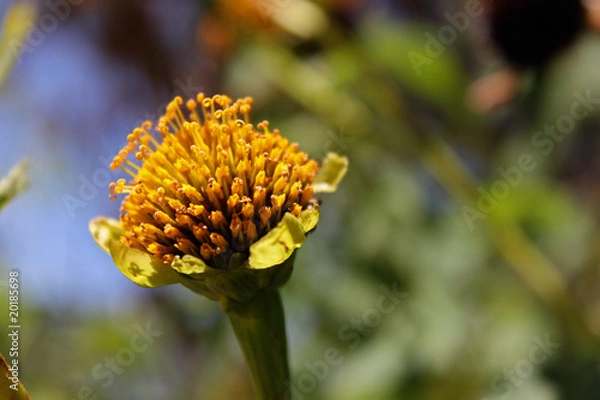 Obraz Hojas pequenas