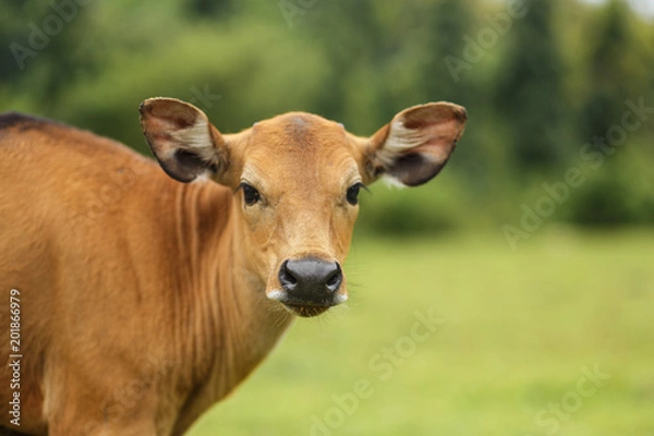 Obraz Brown cow grazing in a meadow