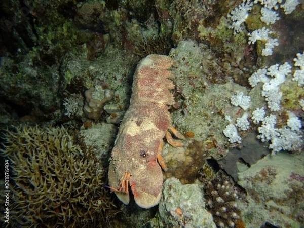 Obraz Ridgeback Slipper Lobster