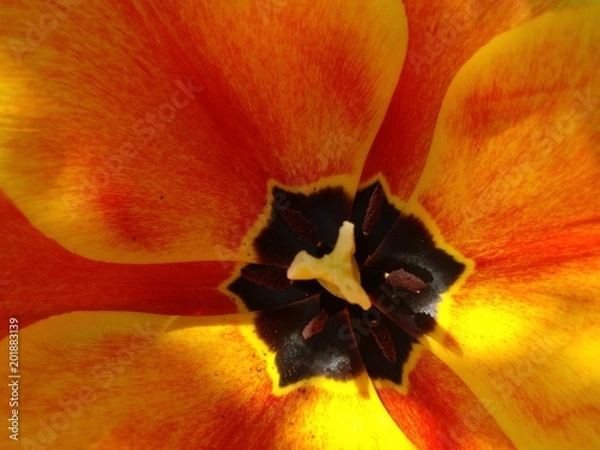 Obraz Tulpe_geflammt_nah