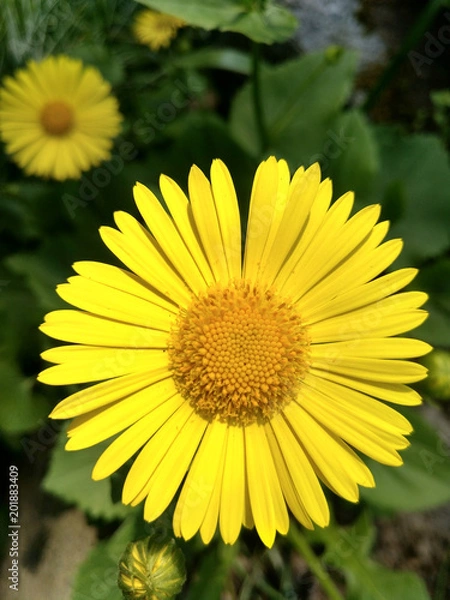 Obraz Blume_gelb_nah