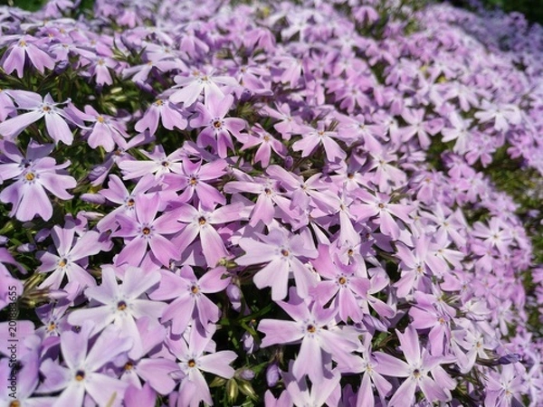 Obraz Blüten_violett