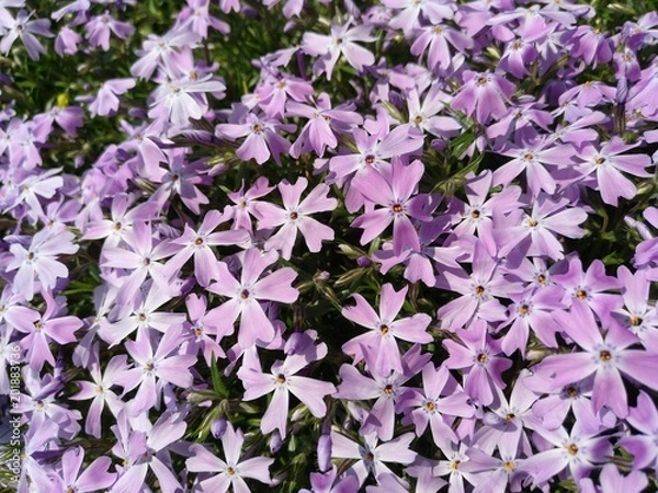 Obraz Blüten_violett_2