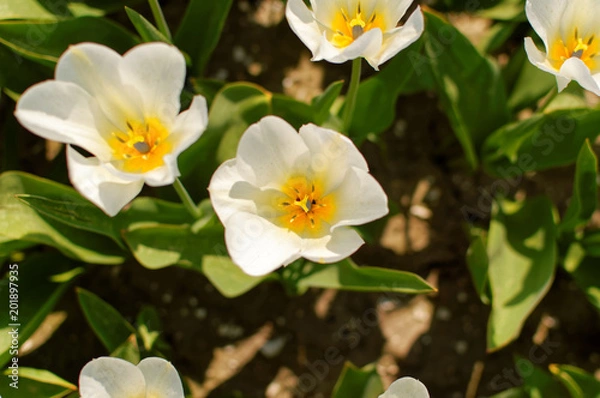 Obraz Pomarańczowy tulipan 5