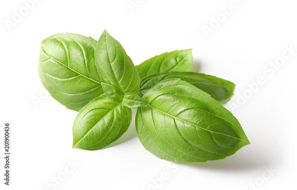 Obraz fresh green basil leaves