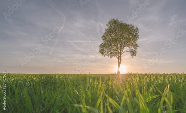 Fototapeta soliter with sunset