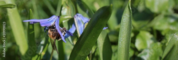 Obraz bee in the meadow