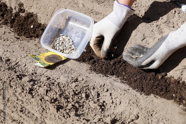 Fototapeta Spring works in a home garden, sowing sunflower seeds.