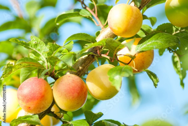 Obraz Apples on the tree
