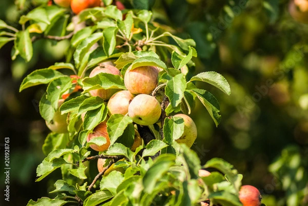 Obraz Apples on the tree