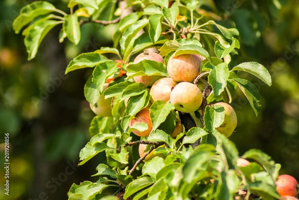 Obraz Apples on the tree
