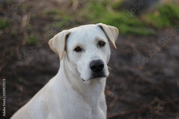 Fototapeta Sitting Out in the Yard / Labrador Retriever Dog 