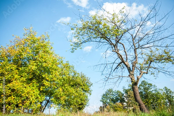 Obraz Beautiful nature and amazing sunny day