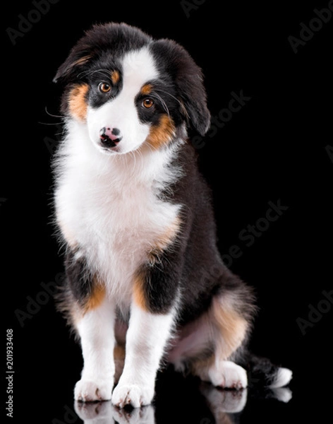 Obraz Beautiful happy Australian shepherd puppy 3 months old. Cute dog is sitting frontal and looking at camera, isolated on black background
