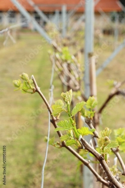 Obraz Leaves grapes in the vineyard with nature
