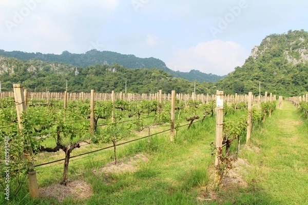 Fototapeta Fresh grapes in the vineyard with nature