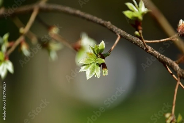 Obraz 光り輝く若葉