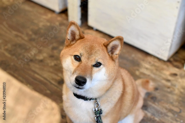 Obraz 柴犬・待つ