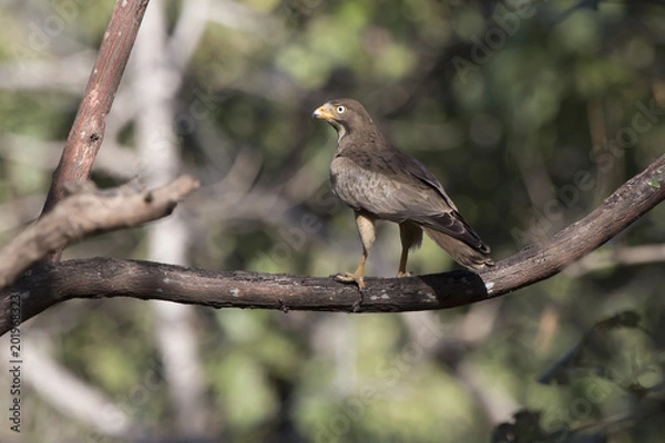 Obraz White-eyed Buzzard who sits on a branch in the tree crown in the forest on a sunny afternoon