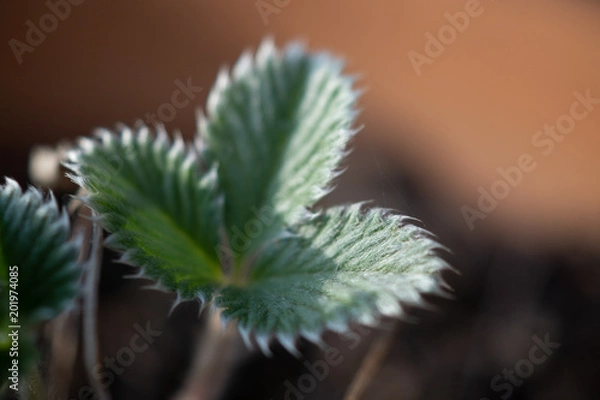 Obraz ポテンテラの幼葉