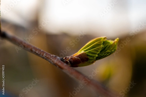 Obraz 春の幕開け