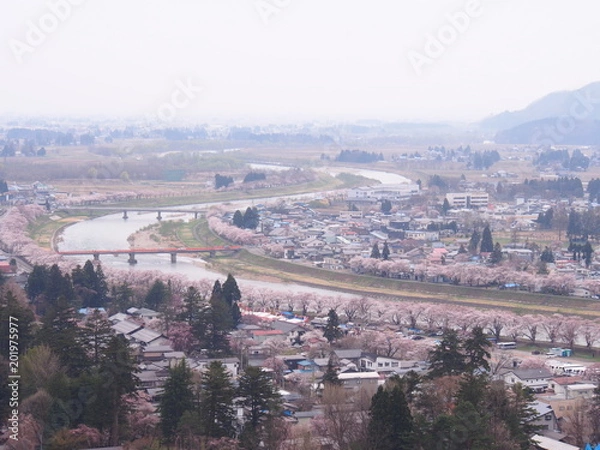Fototapeta 角館　桧木内川桜並木
