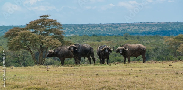 Fototapeta Cape buffalo