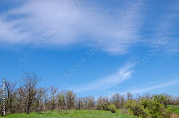 Obraz beautiful cloudy sky over a forest glade