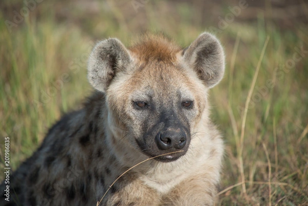 Obraz Hyena